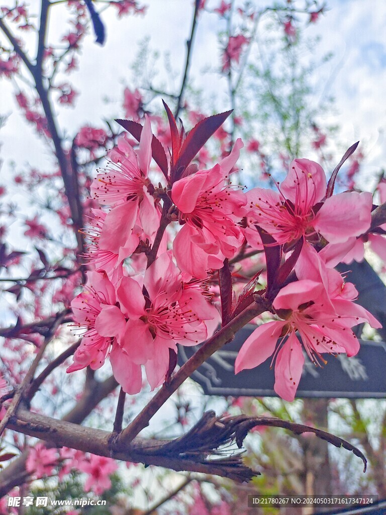 桃花开放