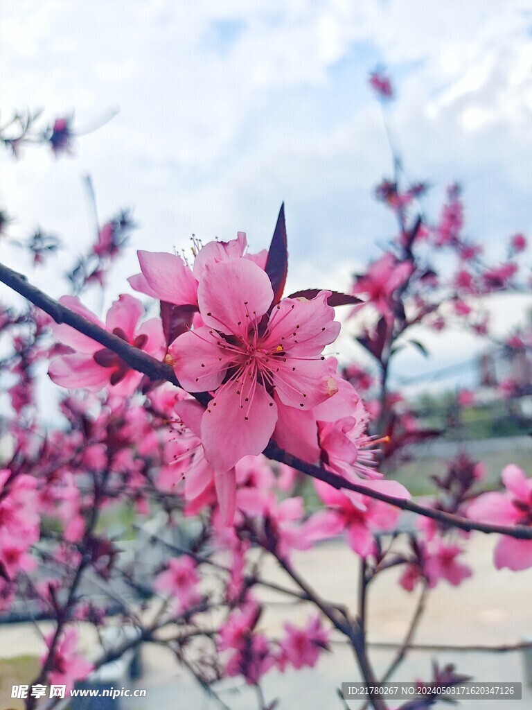 桃花