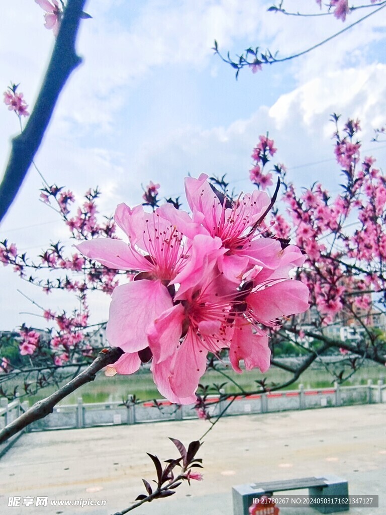 桃花