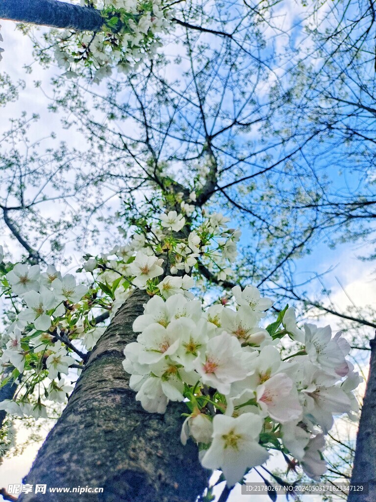 蓝天下的樱花树