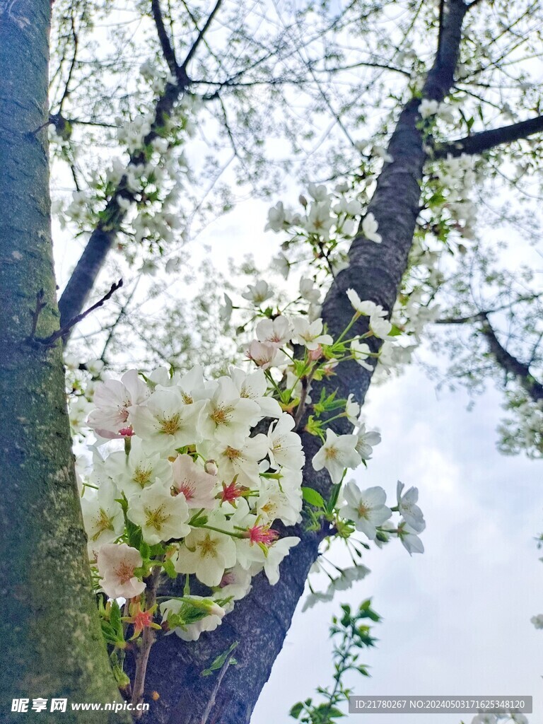 白色樱花树