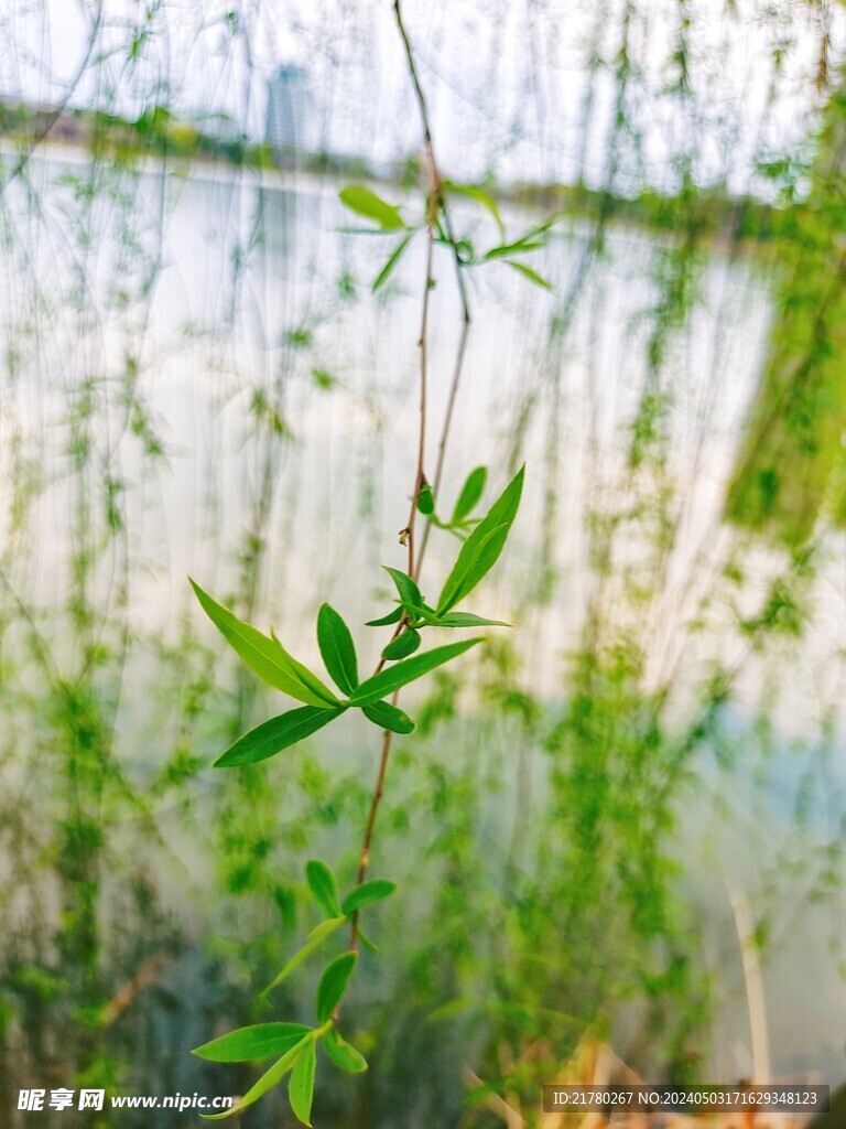 柳芽