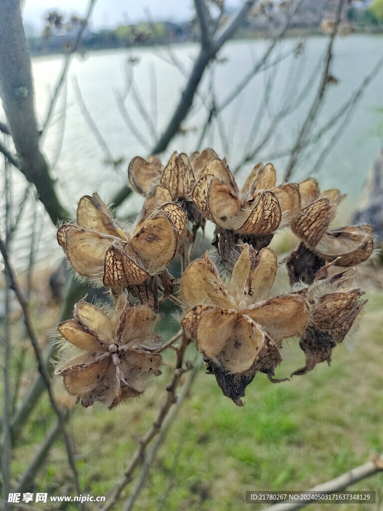 木芙蓉