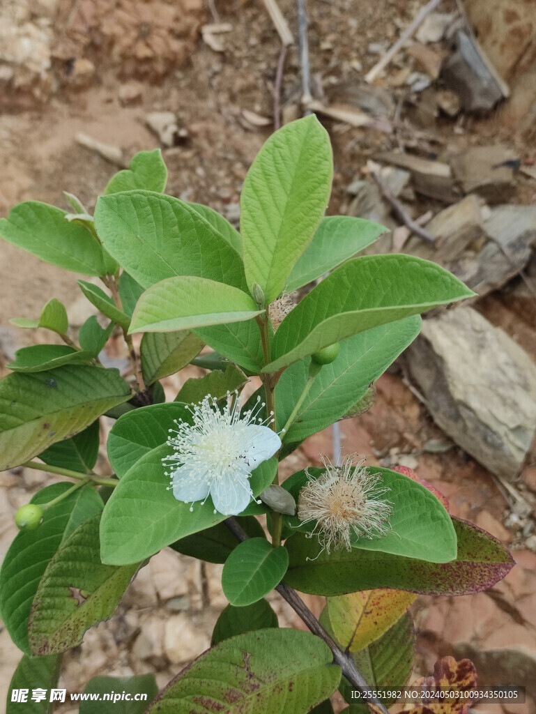 冬桃花