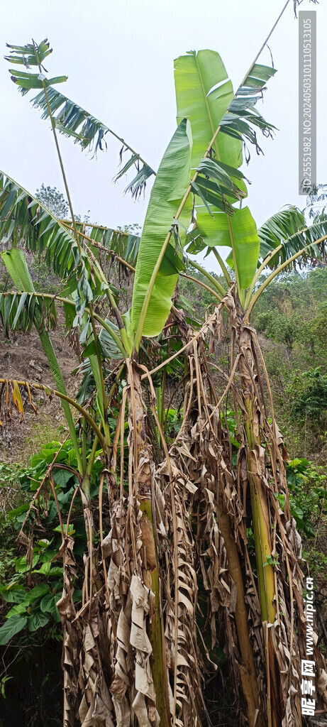 芭蕉树