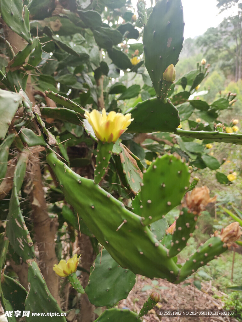 仙人掌花