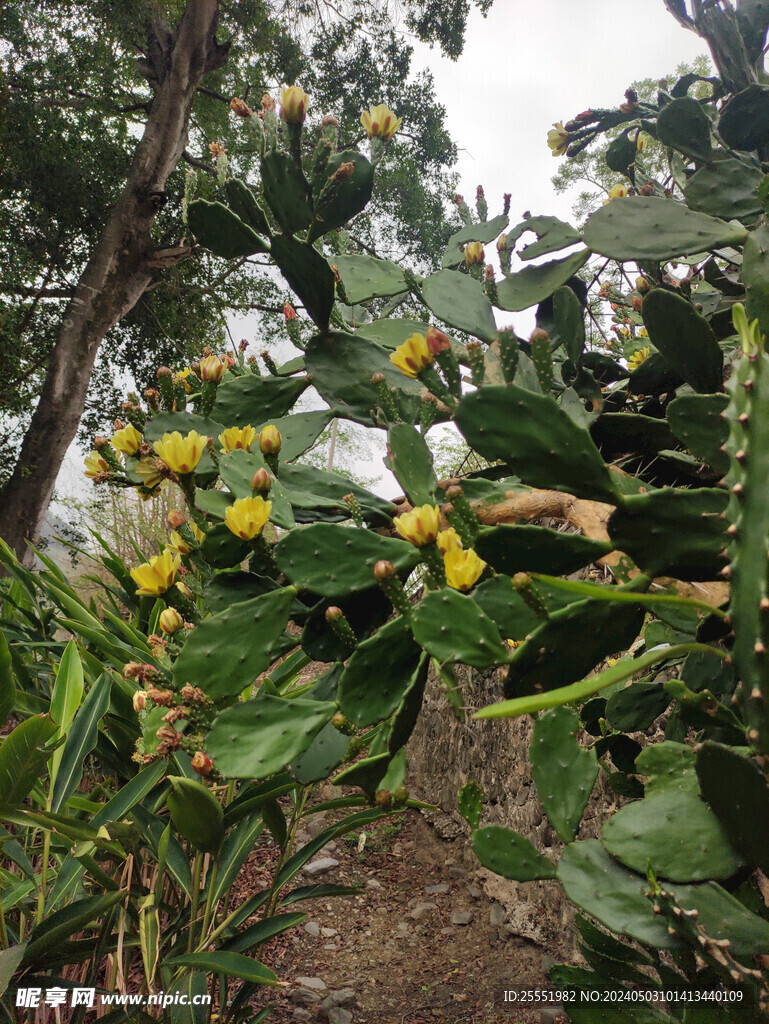 仙人掌花