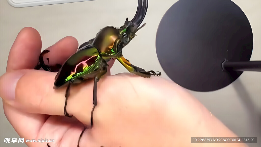 甲虫