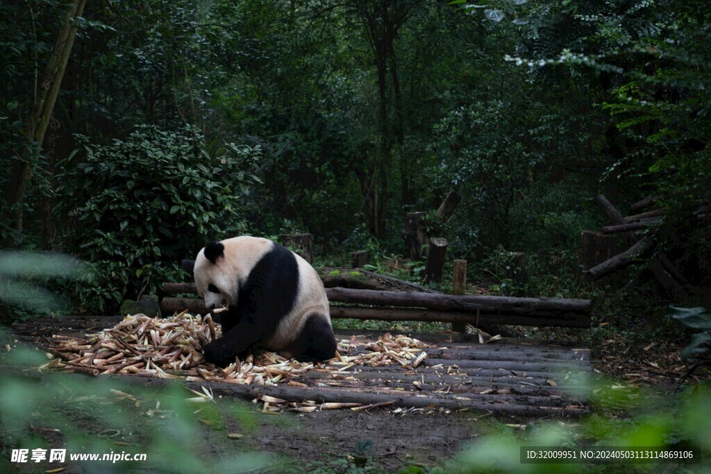 熊猫吃竹子          