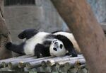 熊猫树上           