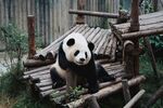 熊猫树上           