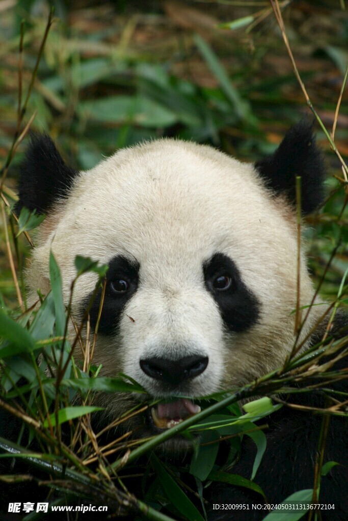 熊猫吃竹子          