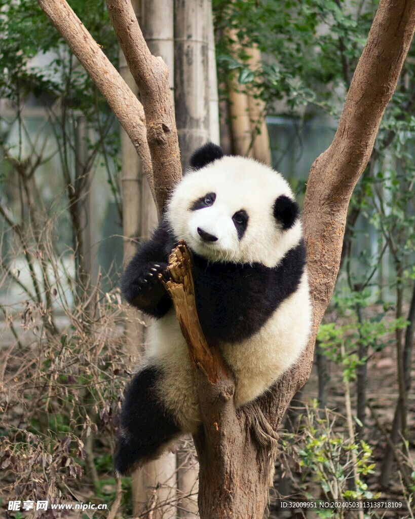 熊猫树上           