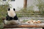 熊猫吃竹子          