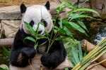 熊猫吃竹子          