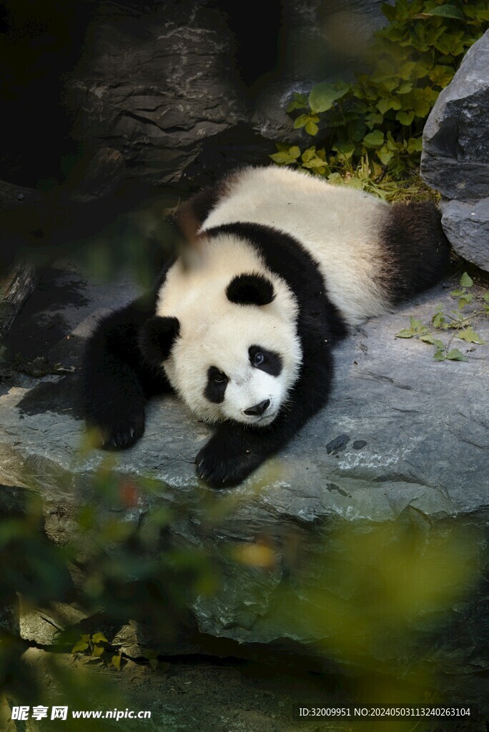 熊猫睡觉           