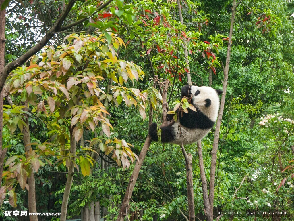 熊猫树上           