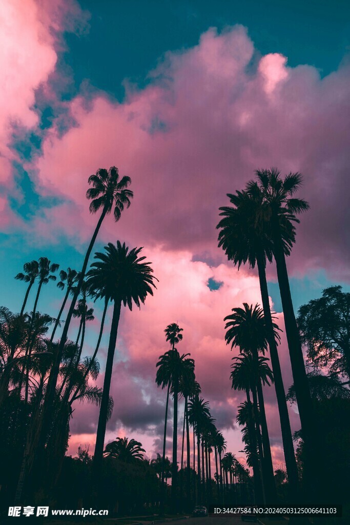 椰子树和彩云