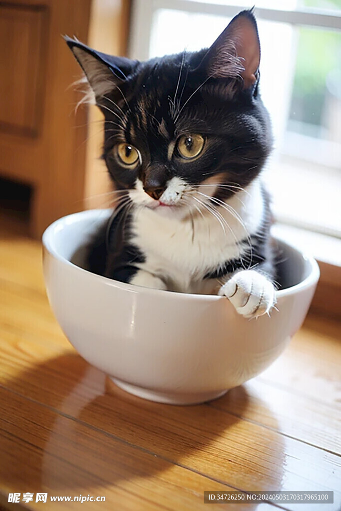 猫咪在碗里