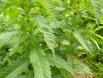 天麻