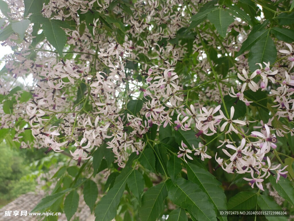 蓝花