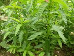天麻
