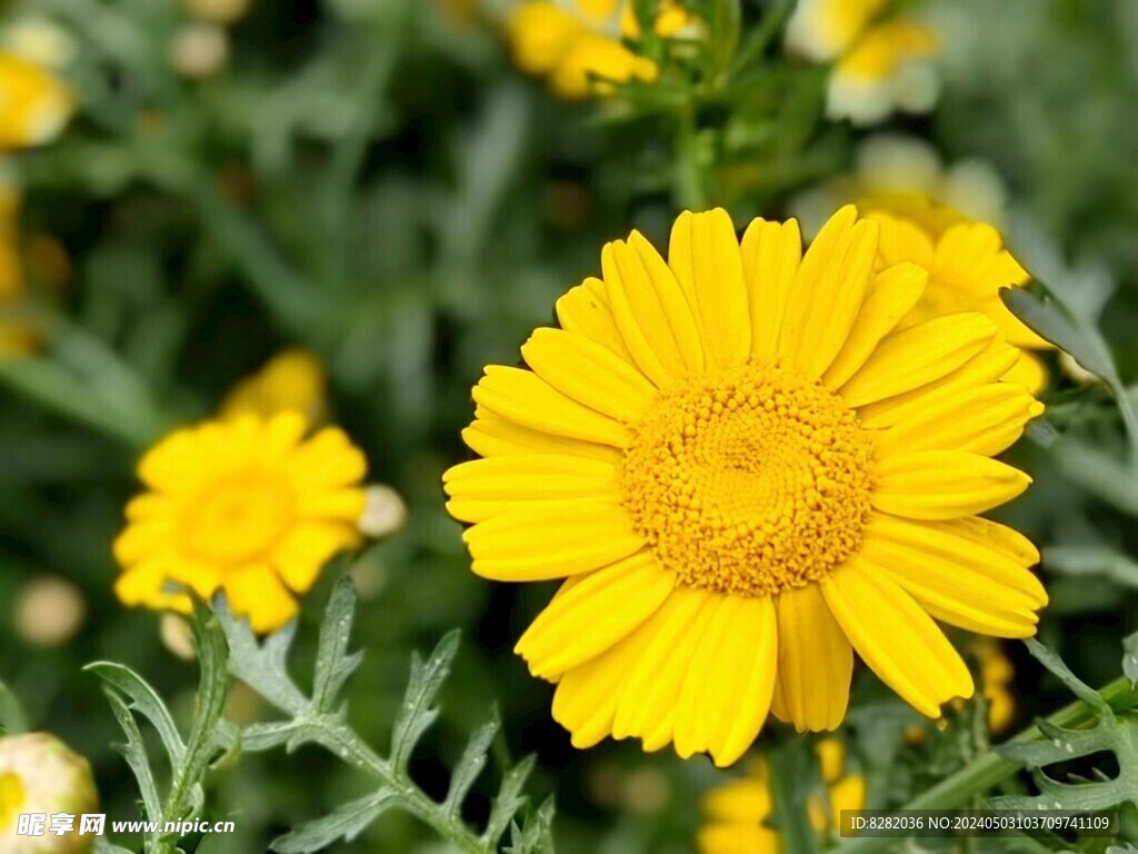 小黄花 小野菊