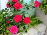 玫瑰花