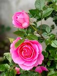 玫瑰花