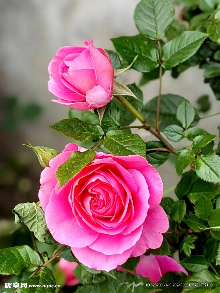 玫瑰花