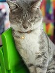 猫咪