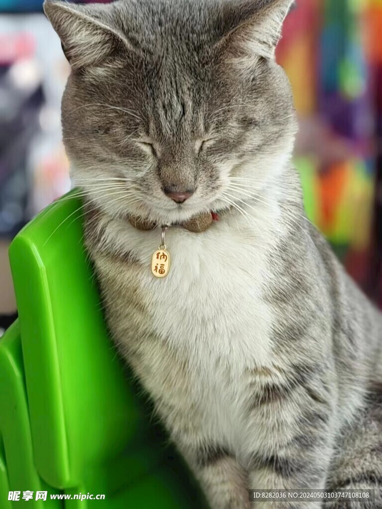 猫咪