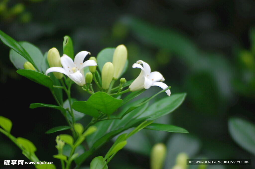 米兰花