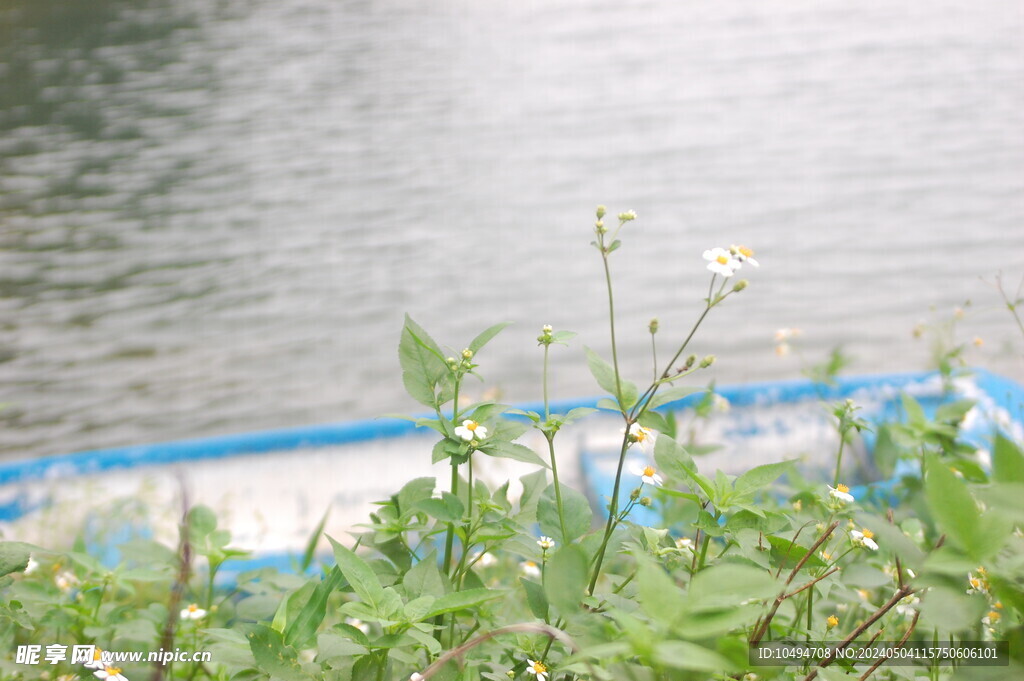 水塘杂草