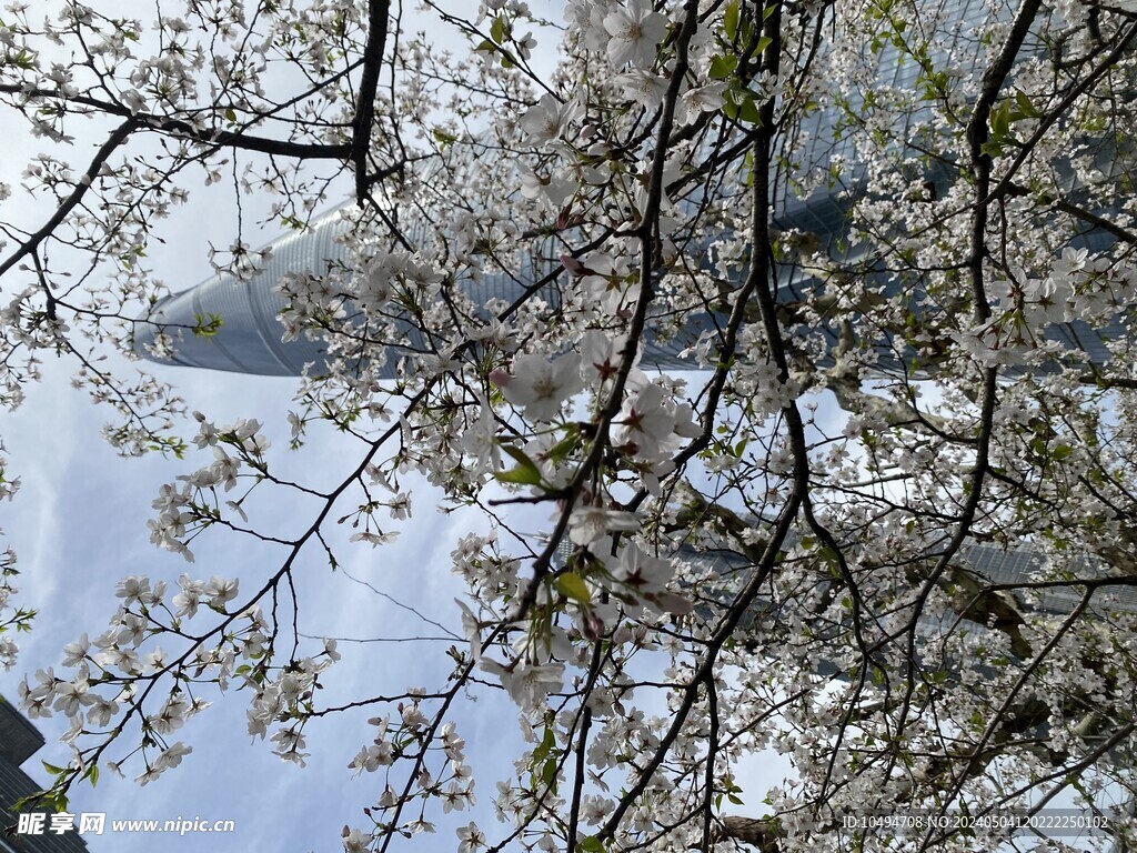 樱花树