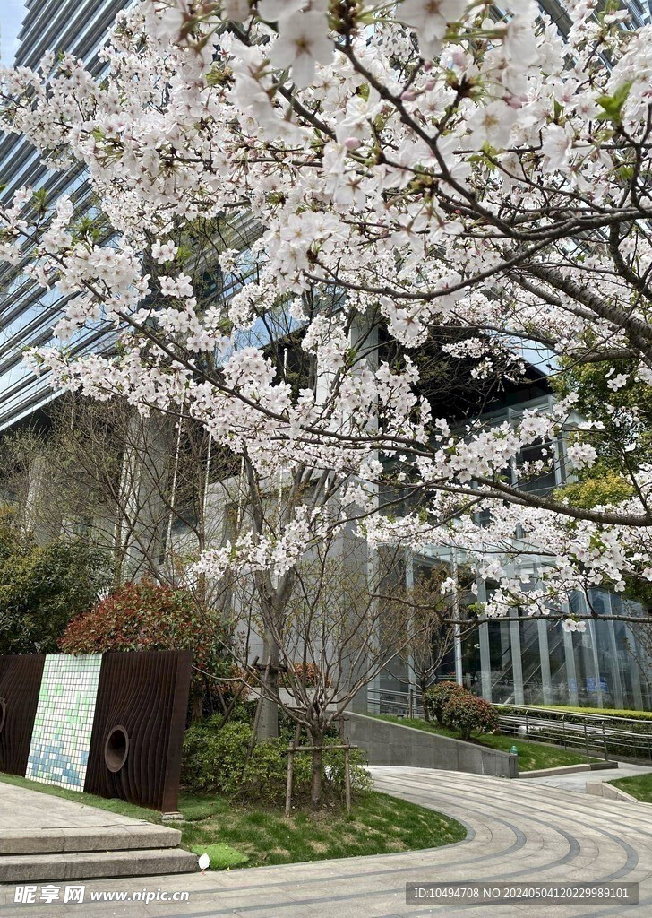 樱花树