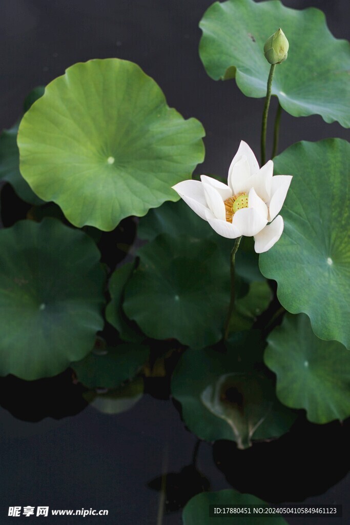 荷花