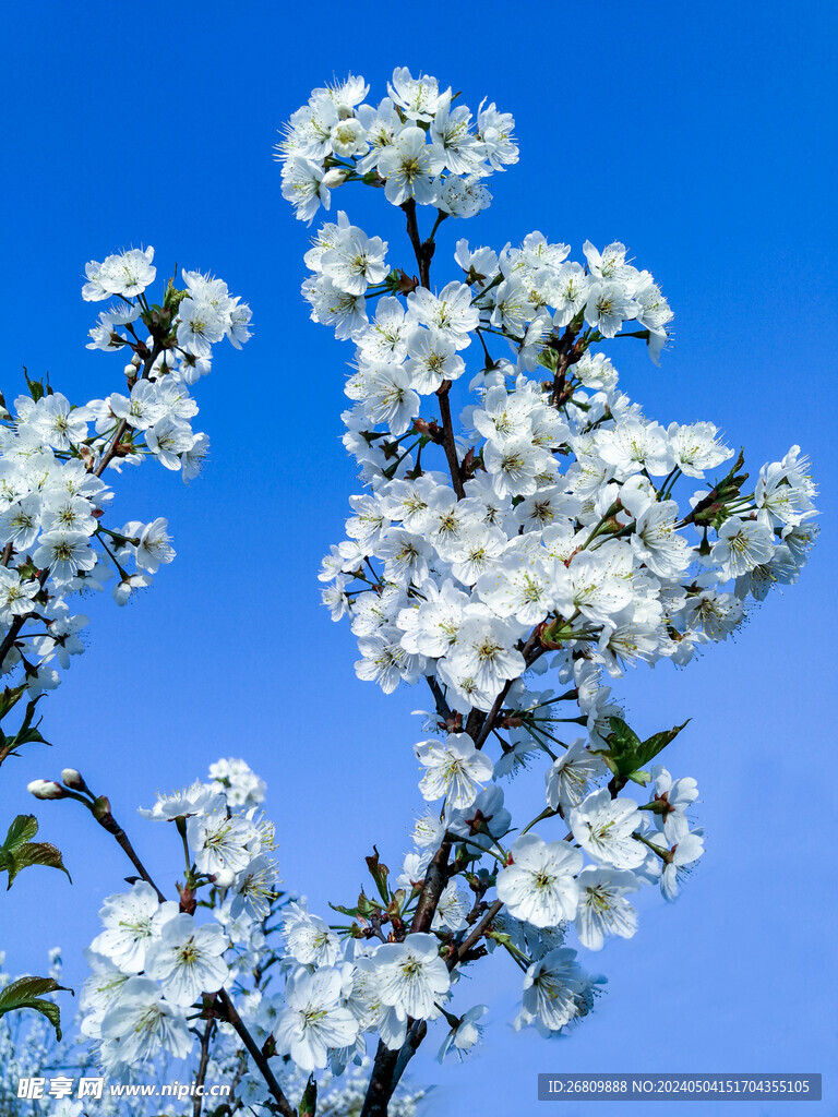 樱桃花