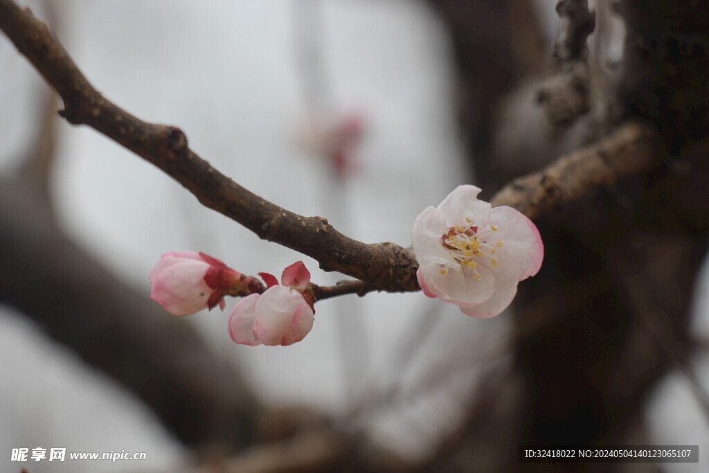 花儿