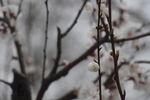 花儿