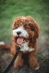 狗狗