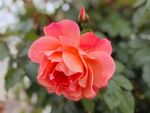 月季花