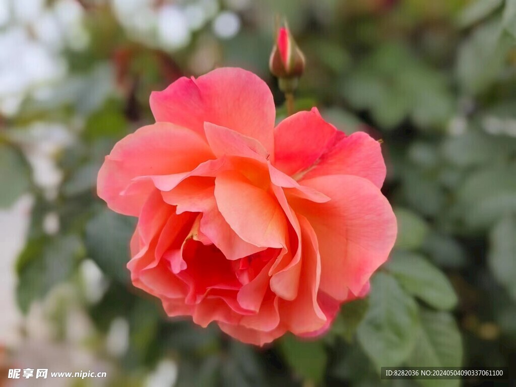 月季花