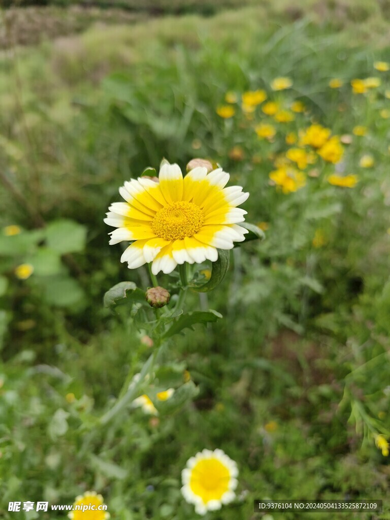 茼蒿花