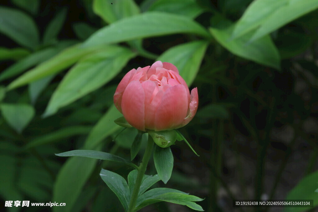 芍药花  