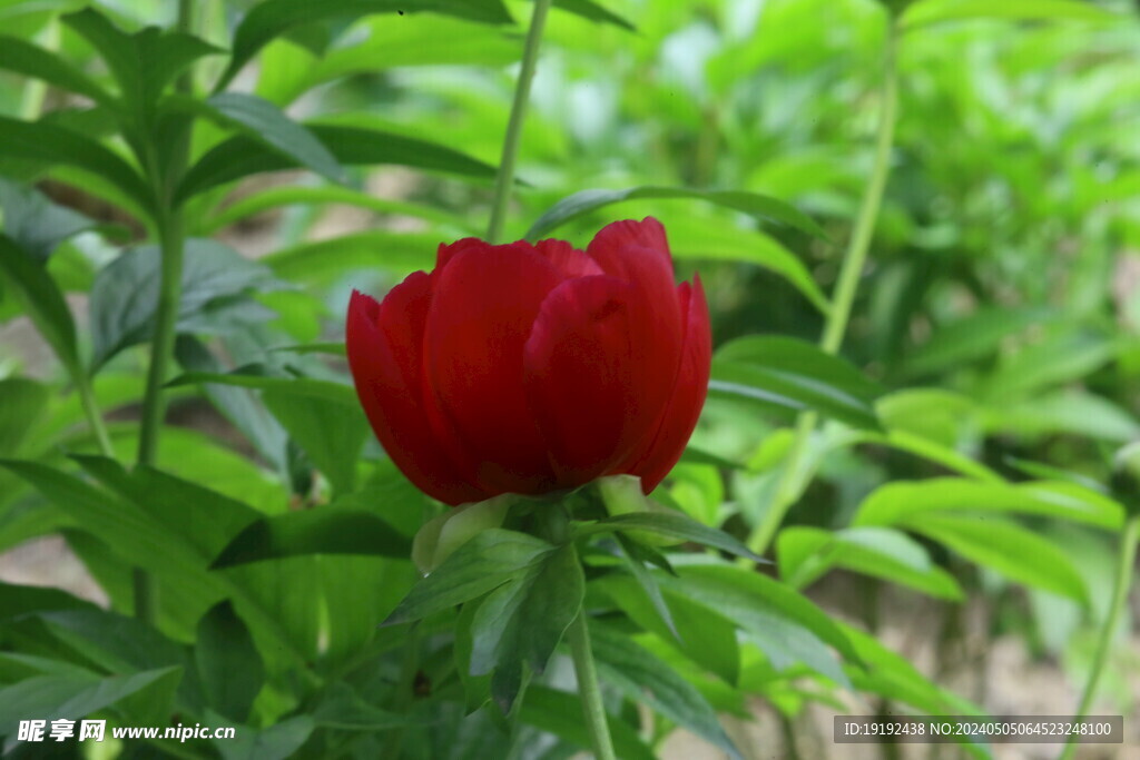 芍药花