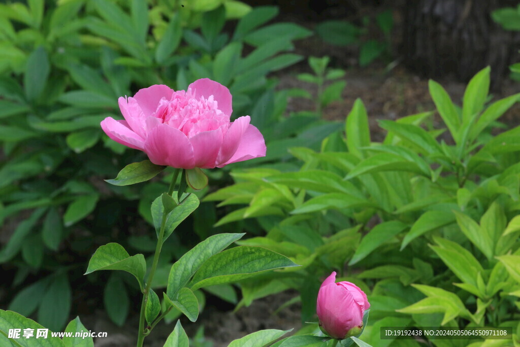 芍药花