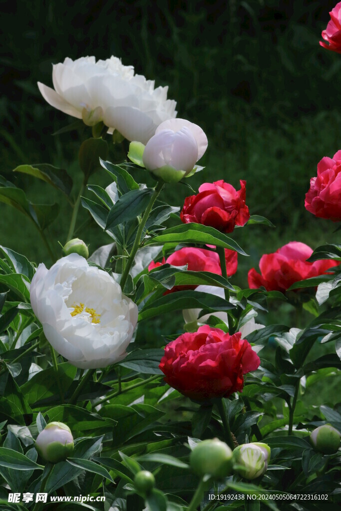 芍药花  