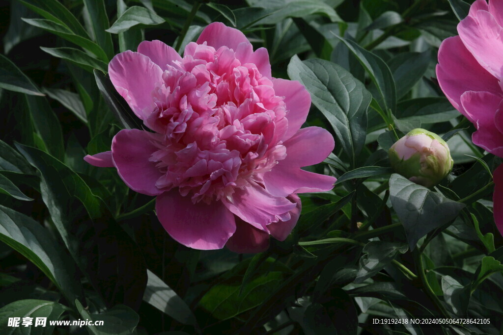 芍药花 