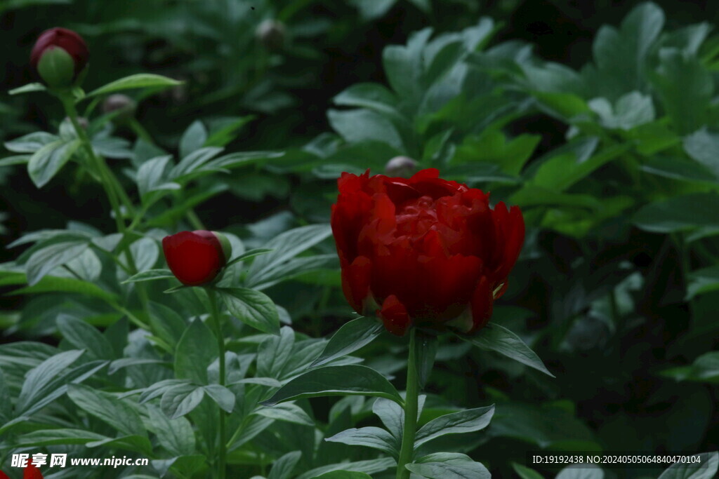 芍药花  